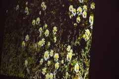 651190326_2133114180792459_3558423264365683837_n